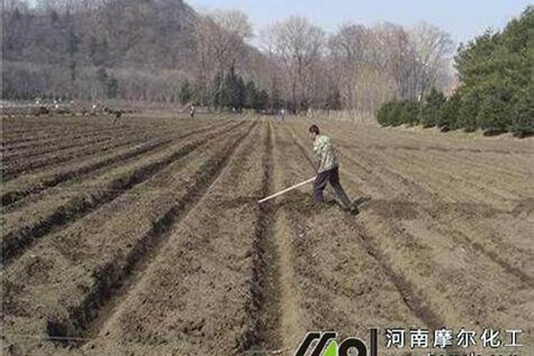 玉米水可以浇花吗