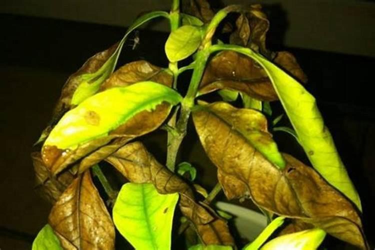 在温室大棚如何栽培薄皮甜瓜？种植过程中如何管理？