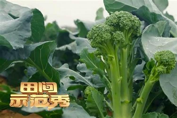 西兰花种植为什么发黄总是不绿