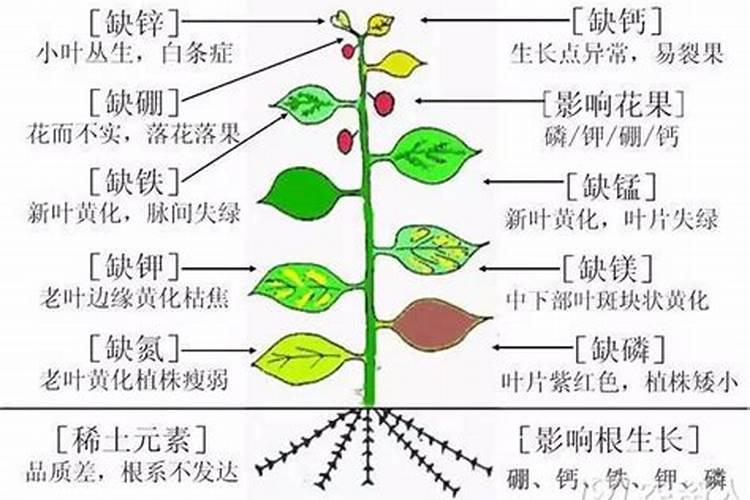家里种花用什么肥料