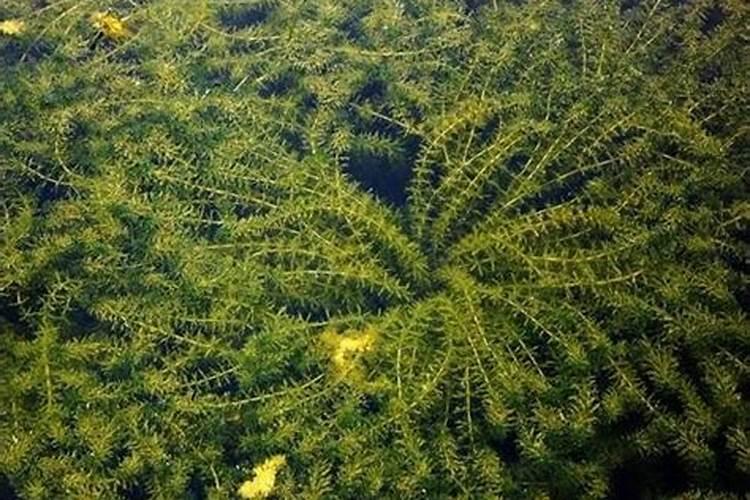 请问哪里的特种养殖比较好？我想养些贵妃鸡。