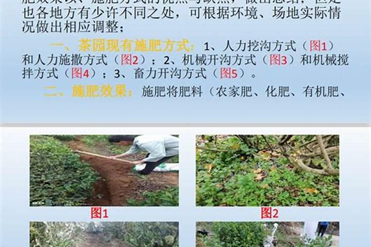 茶叶套种什么好