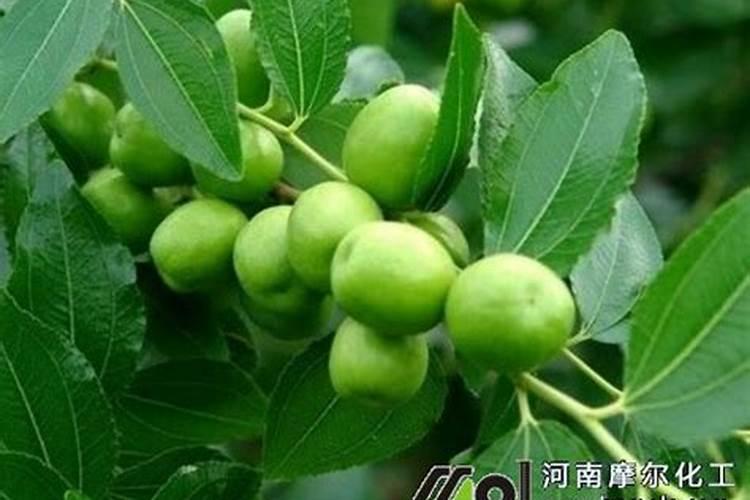 白蜡树对土壤的要求严格吗？