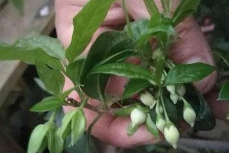 金弹子开花时能打药吗