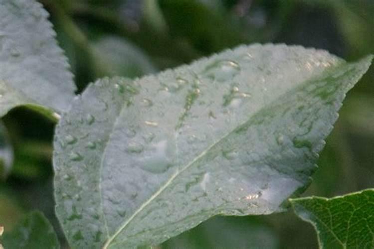 下雷雨时可以增加土壤中的什么肥