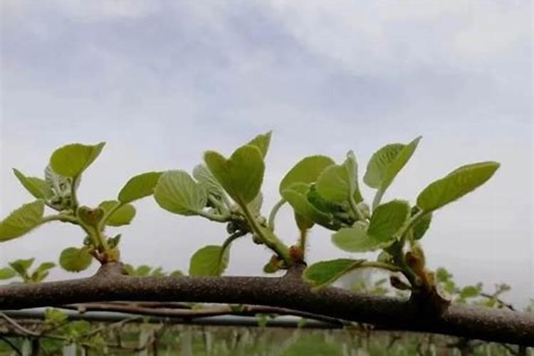 芸苔素内酯和液体硅混用可以吗？