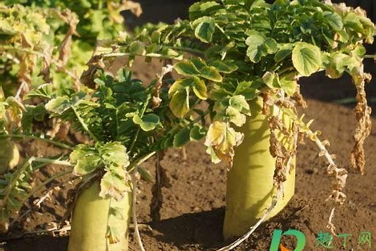 烂蔬菜用粉碎机打碎放瓶子里可以做肥料吗？