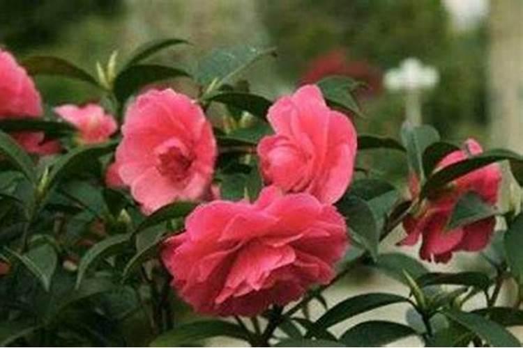 茶花树施什么肥料最好