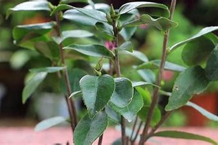 茶花树施什么肥料最好