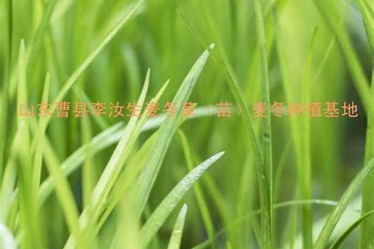 麦冬施肥时间和方法 麦冬怎么施肥合适