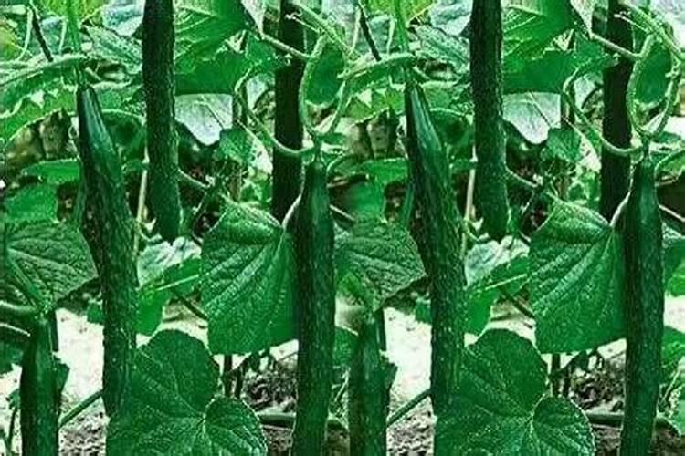 黄瓜结果期冲施什么肥料
