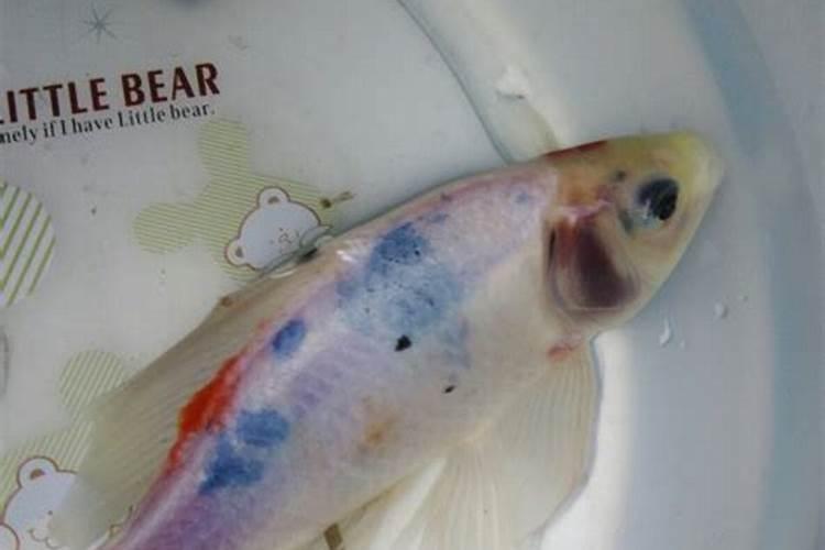 鱼缸水浑浊是什么原因