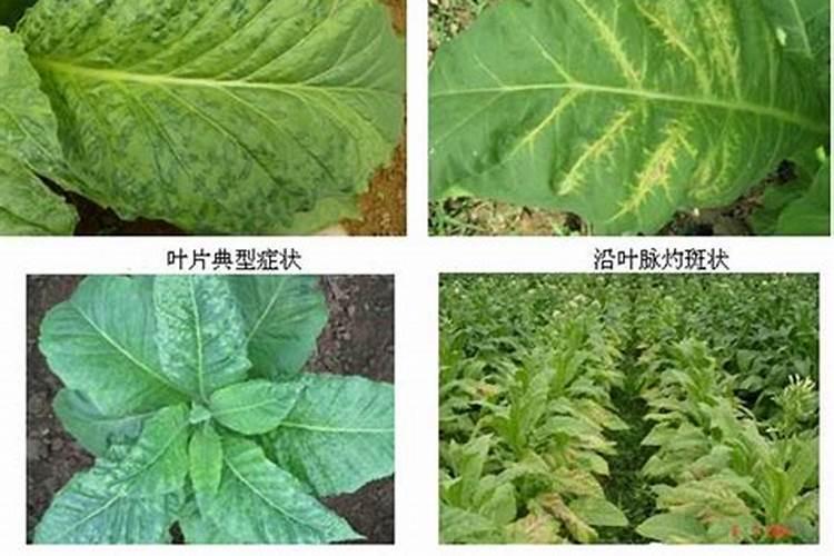 大葱不长怎么办干尖叶细弯曲？