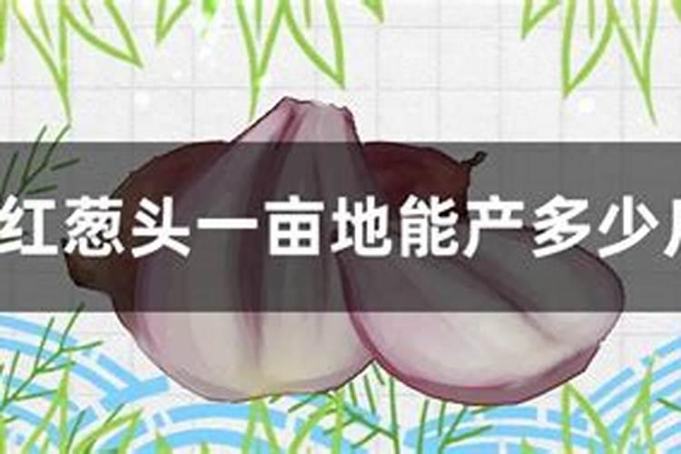 冰糖橙一亩地产量