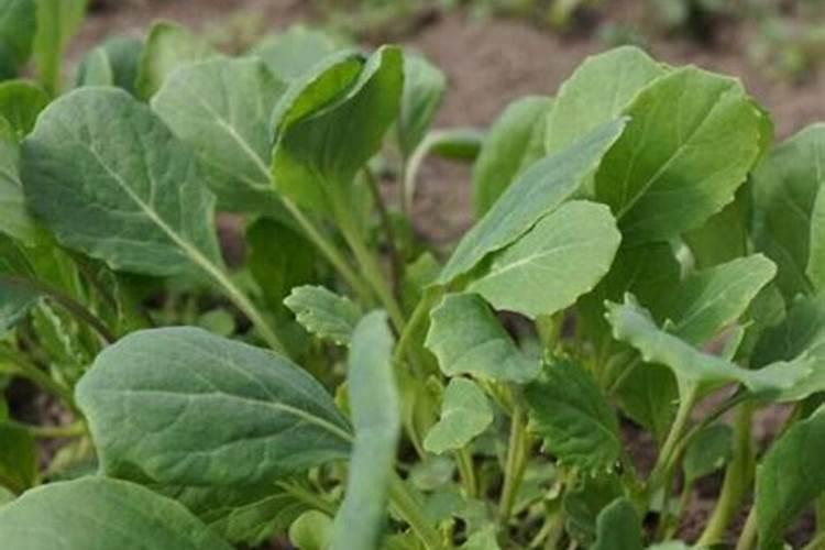 油菜专用肥料