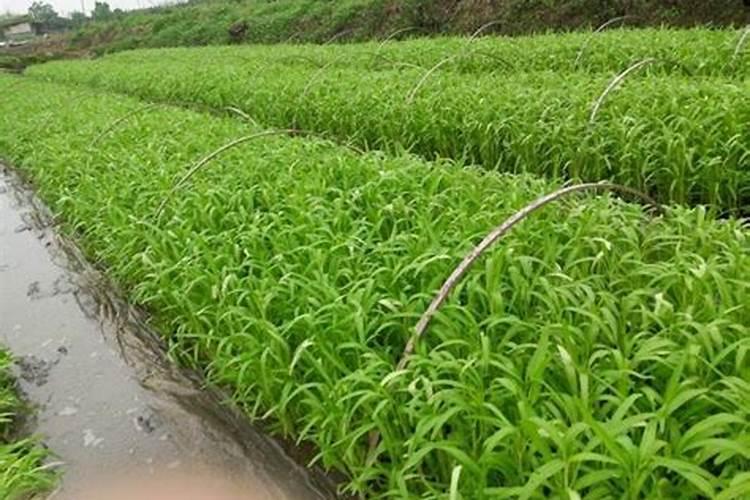 空心菜多久施一次肥,需要什么肥料