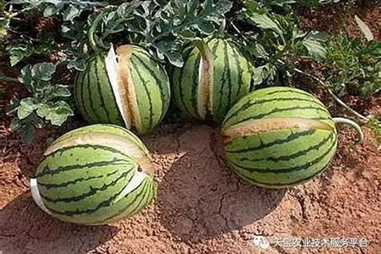 空心菜多久施一次肥,需要什么肥料