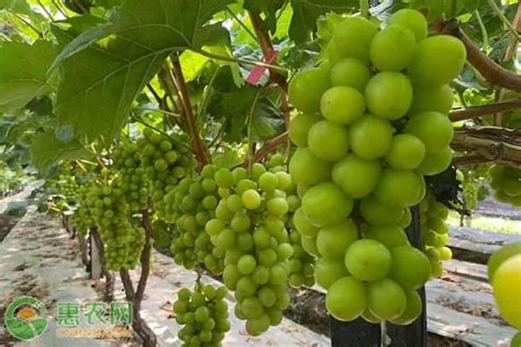夏天怎么种植葡萄？