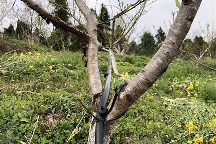 桃树浇什么肥料能增产增甜？种植桃树防病增产施肥管理如何做