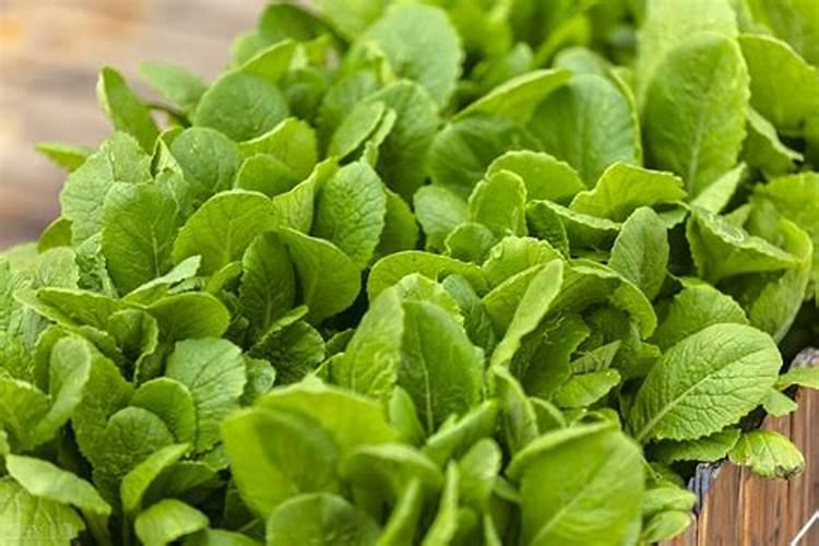 天竺葵用什么肥料最好