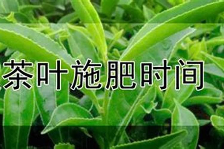 茶树施肥的最佳季节