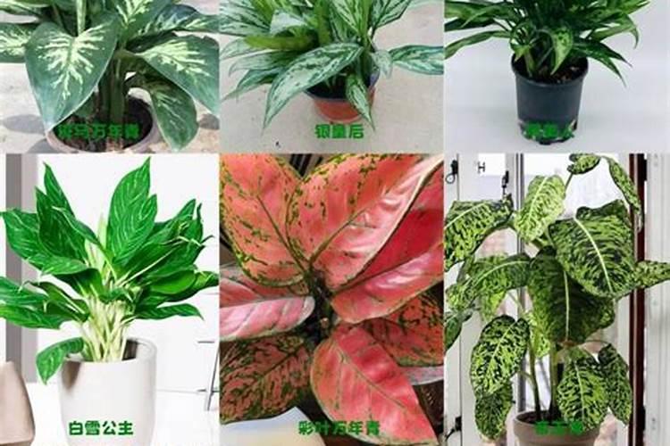 植物叶子发黄用什么肥,需及时的追施氮复合肥