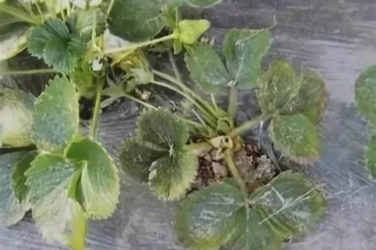 月季花施肥方法怎样给月季花施肥