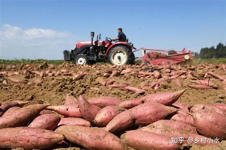 菊花施肥方法,用什么肥好