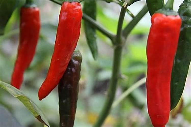 辣椒什么肥可以果实膨大？用什么叶面肥效果好？