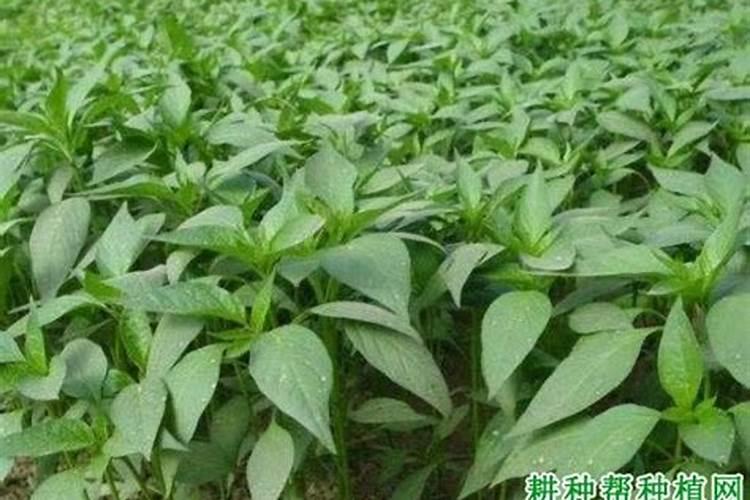 辣椒喷什么叶面肥结果多 多久喷一次