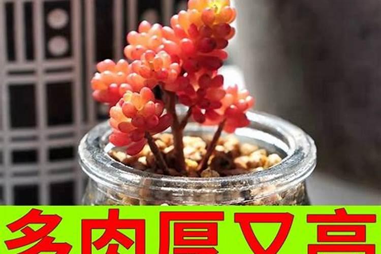 小麦打除草剂时间及注意事项 小麦应该怎么除草