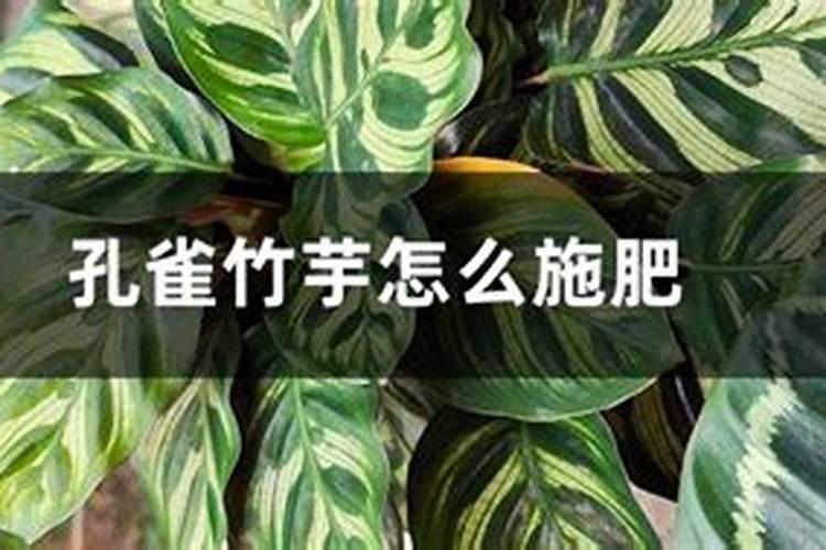 孔雀竹芋施肥方法,用什么肥好