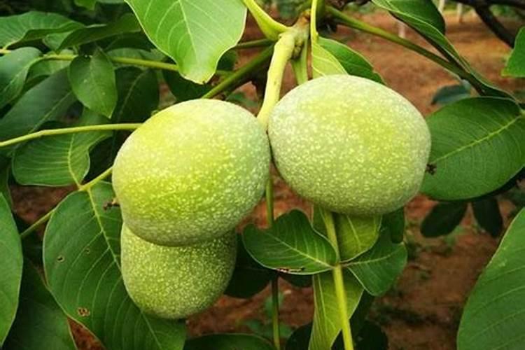 种黄瓜氮肥用量过多或过少都不好,最佳的施肥方法是什么？