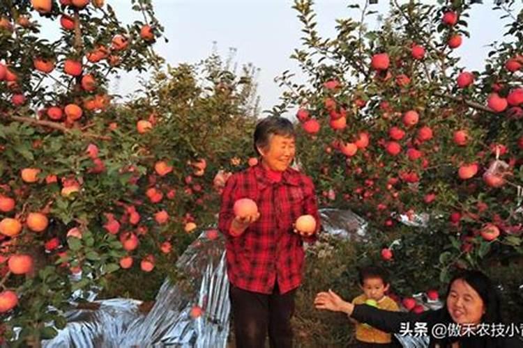 苹果膨大期几月份追肥