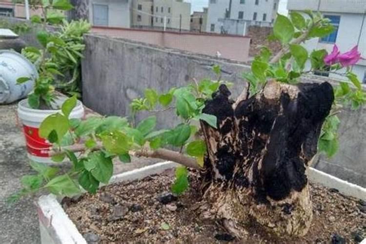 花里有小飞虫用什么药可以灭绝