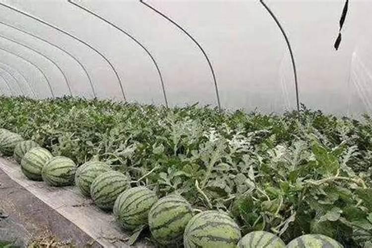 蚊香灰可以做肥料吗