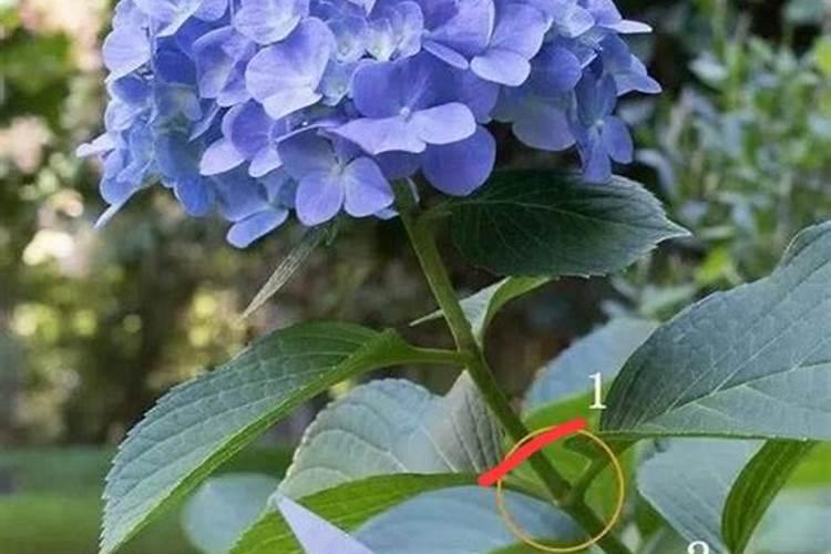 绣球花修剪后施什么肥