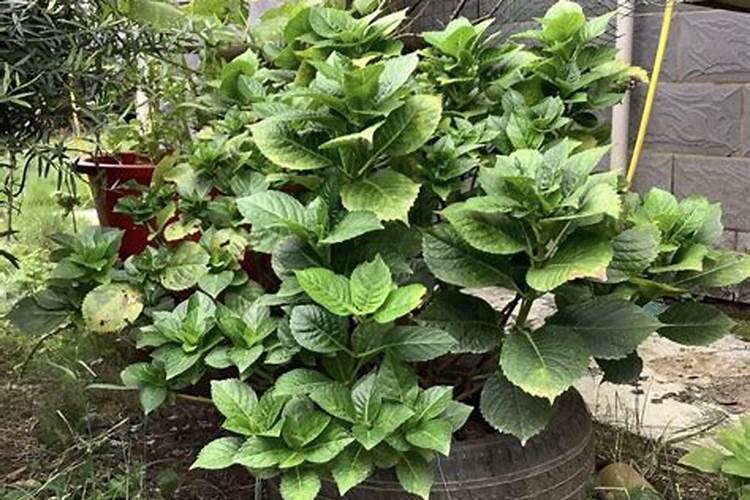 老枝开花的绣球,花期过后如何施肥？