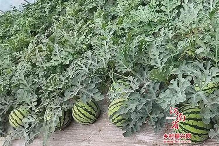 钾肥什么牌子好