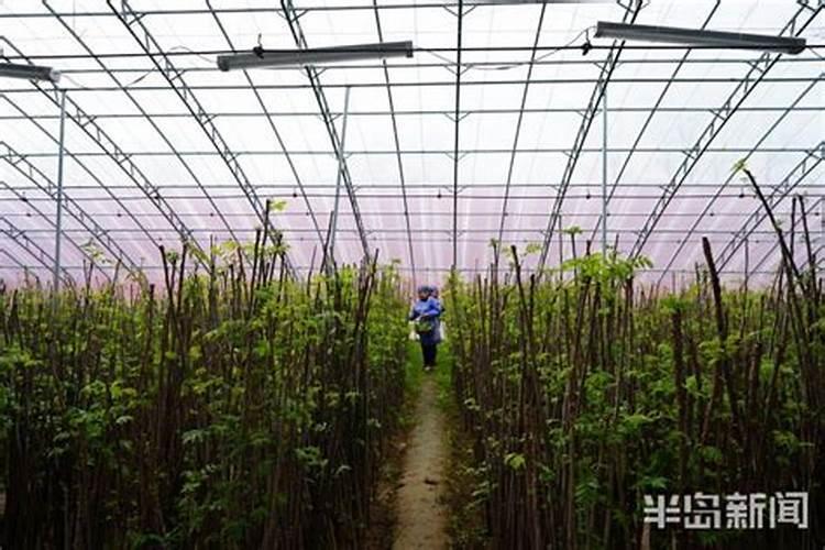 香椿树施肥的正确方法
