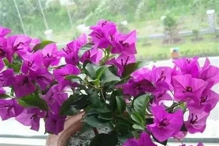 番茄开花时期适合用什么叶面肥进行喷施？