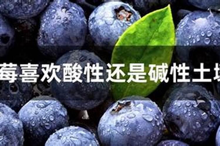 蓝莓用什么肥最好