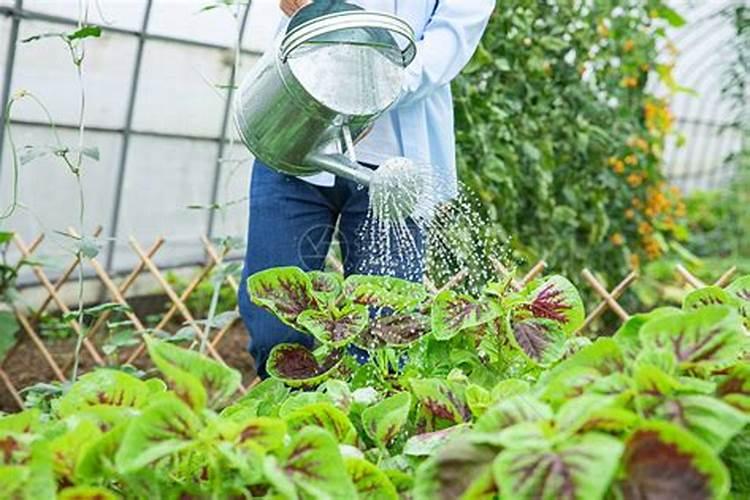 蔬菜打药后几小时可以浇地