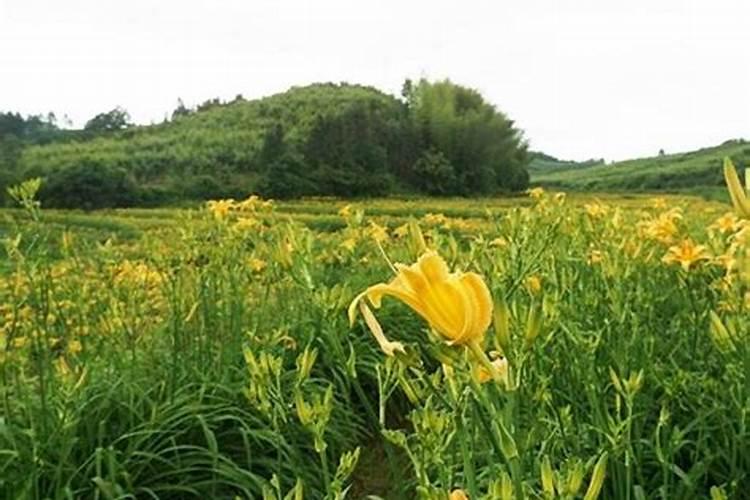 兰草花施什么肥料