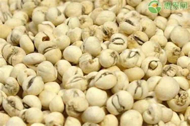 贝母用什么肥料最好