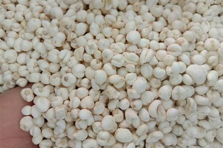 贝母最好的肥料是什么？