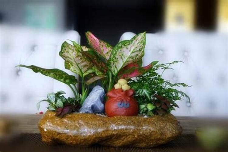 种菜最好的肥料是什么,种青菜用尿素还是复合肥