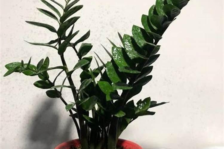 栀子花多久施肥一次 栀子花多久施肥一次介绍
