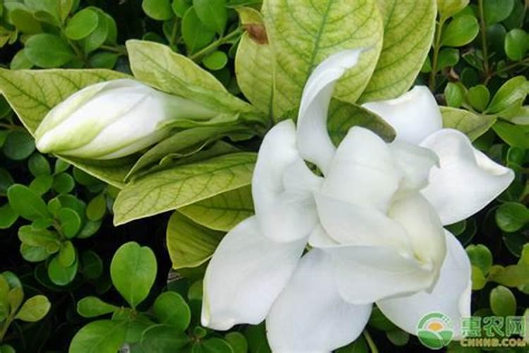 修剪后的栀子花怎么养新芽不断长