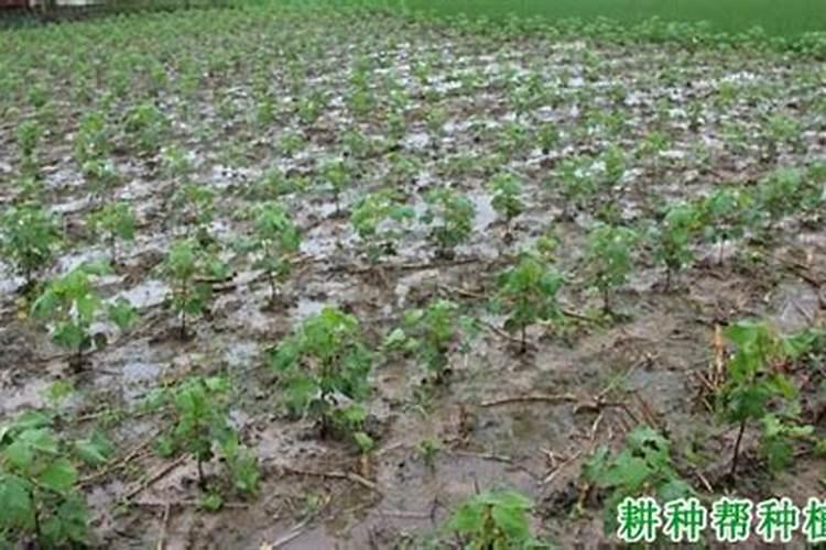 硝酸钾肥效是几天